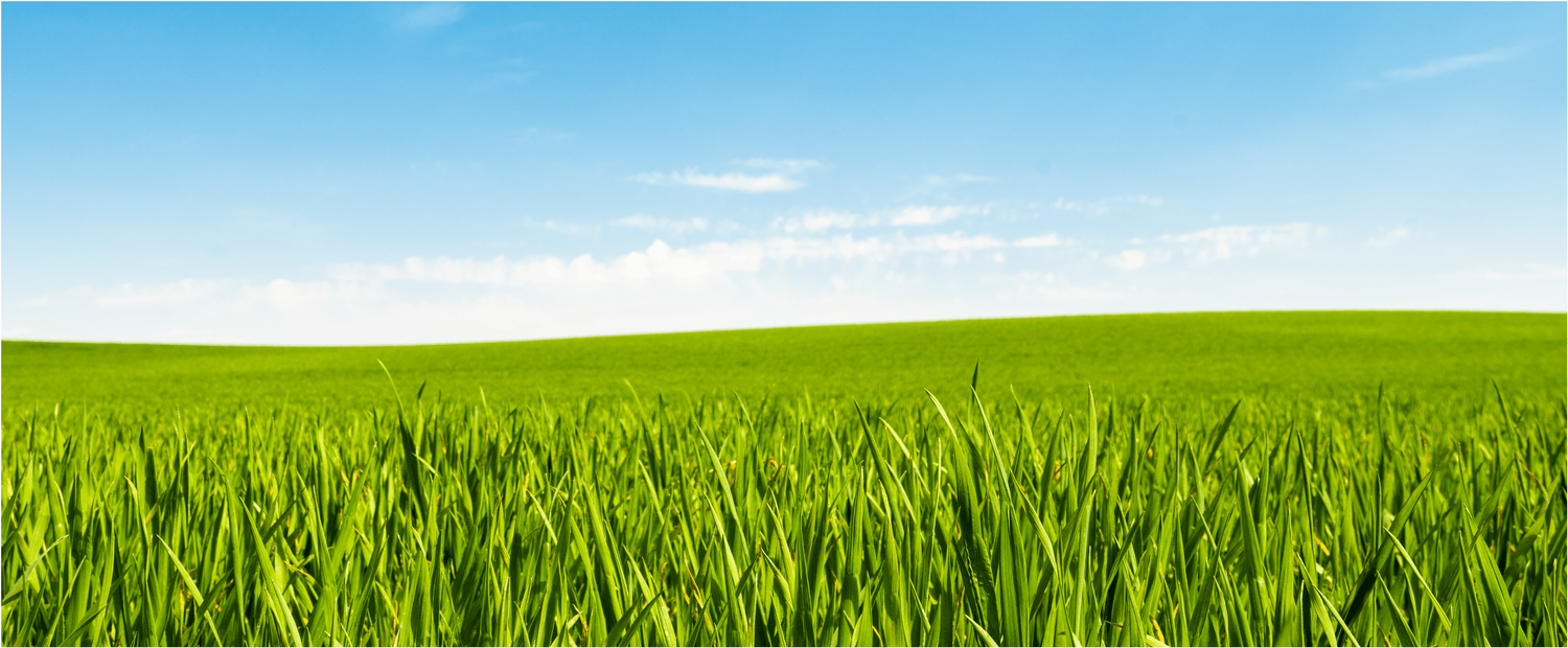 Wiese mit blauem Himmel
