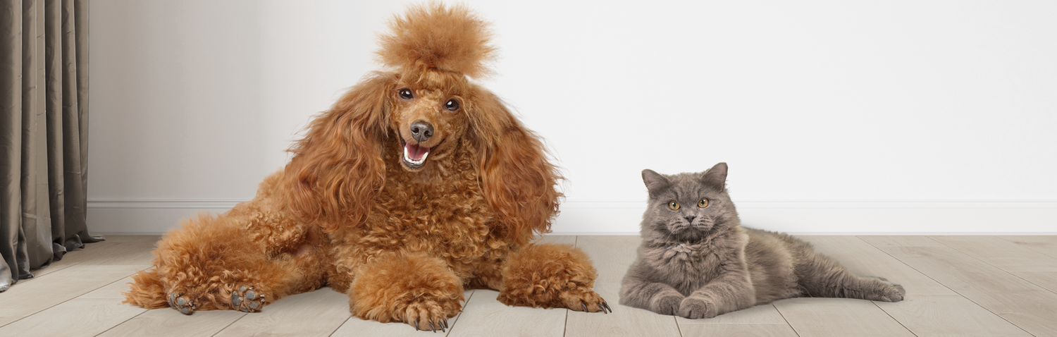 Hund Katze mit langem Fell