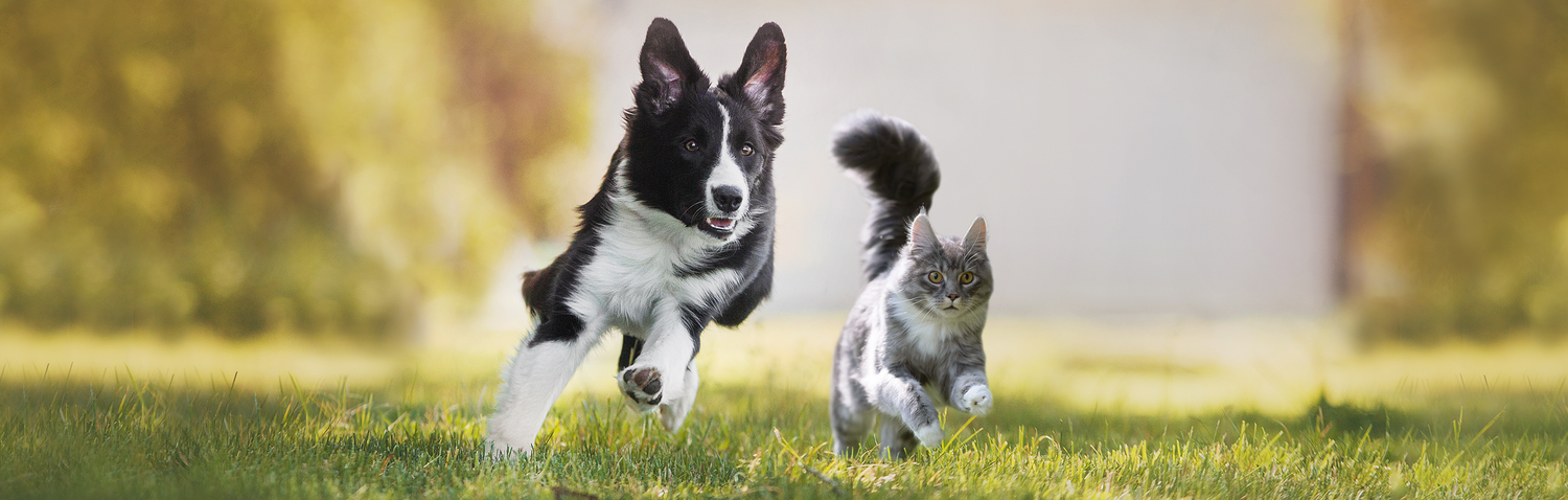 Hund und Katze laufen 