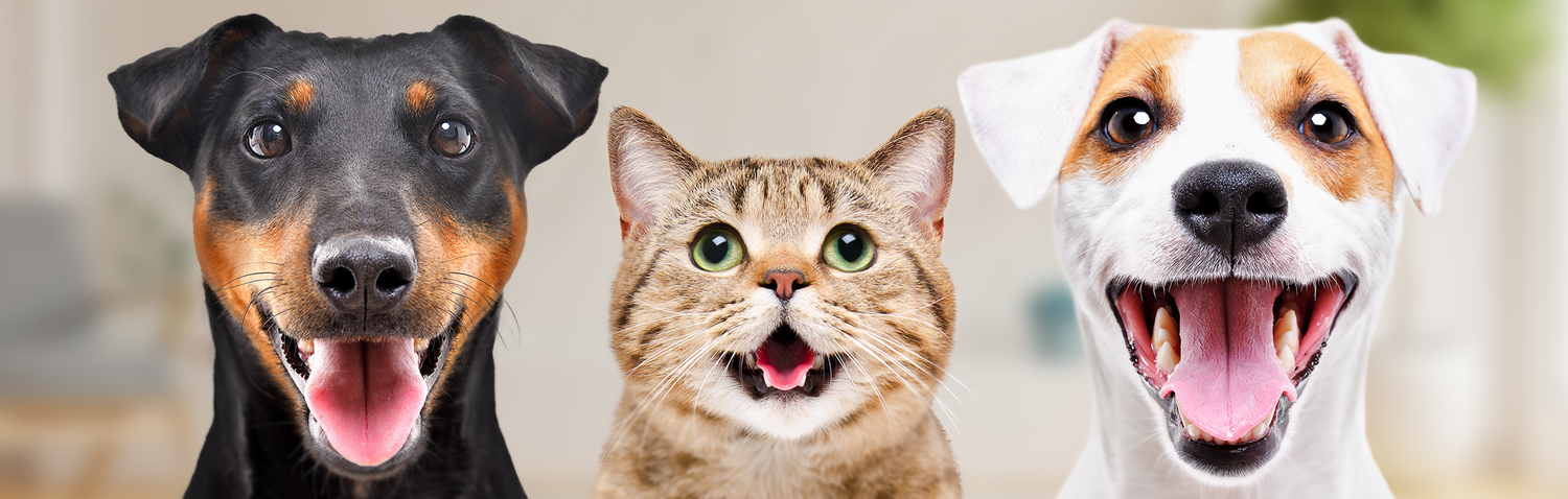 Hunde und Katze zeigen Zähne