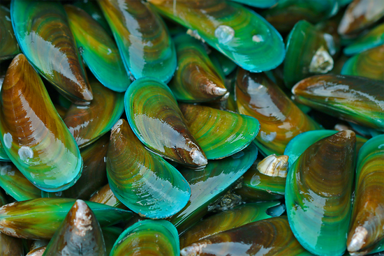 Grünlippmuscheln