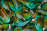 Grünlippmuscheln